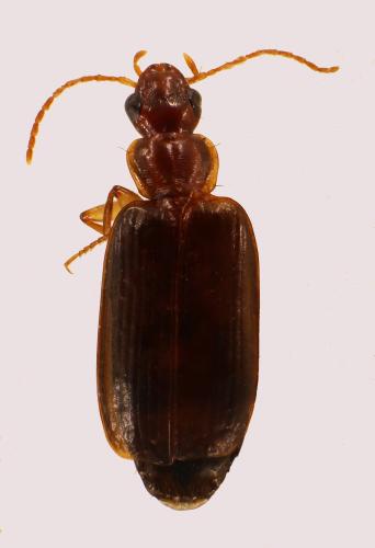 Réf. 334 782 : Dromius meridionalis